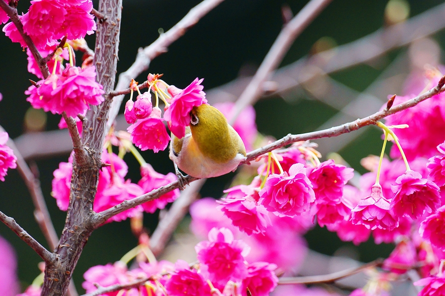 http://i.dcview.tw/gallery/201102/fa32b0fb4989268b9f5f2b87eeae276b.jpg