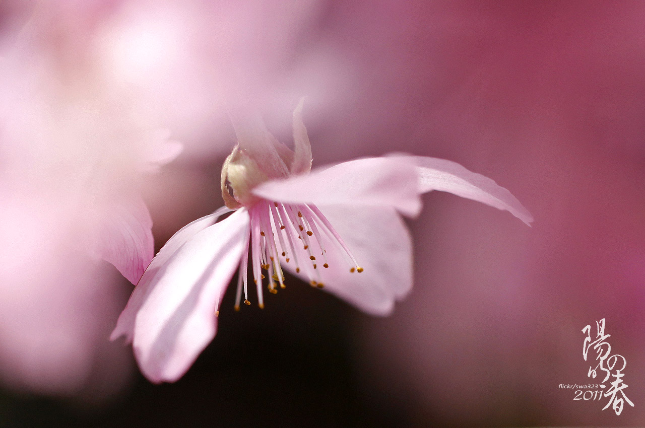 http://i.dcview.tw/gallery/201103/00703af15706ae5c5097bf116a3a80a8.jpg