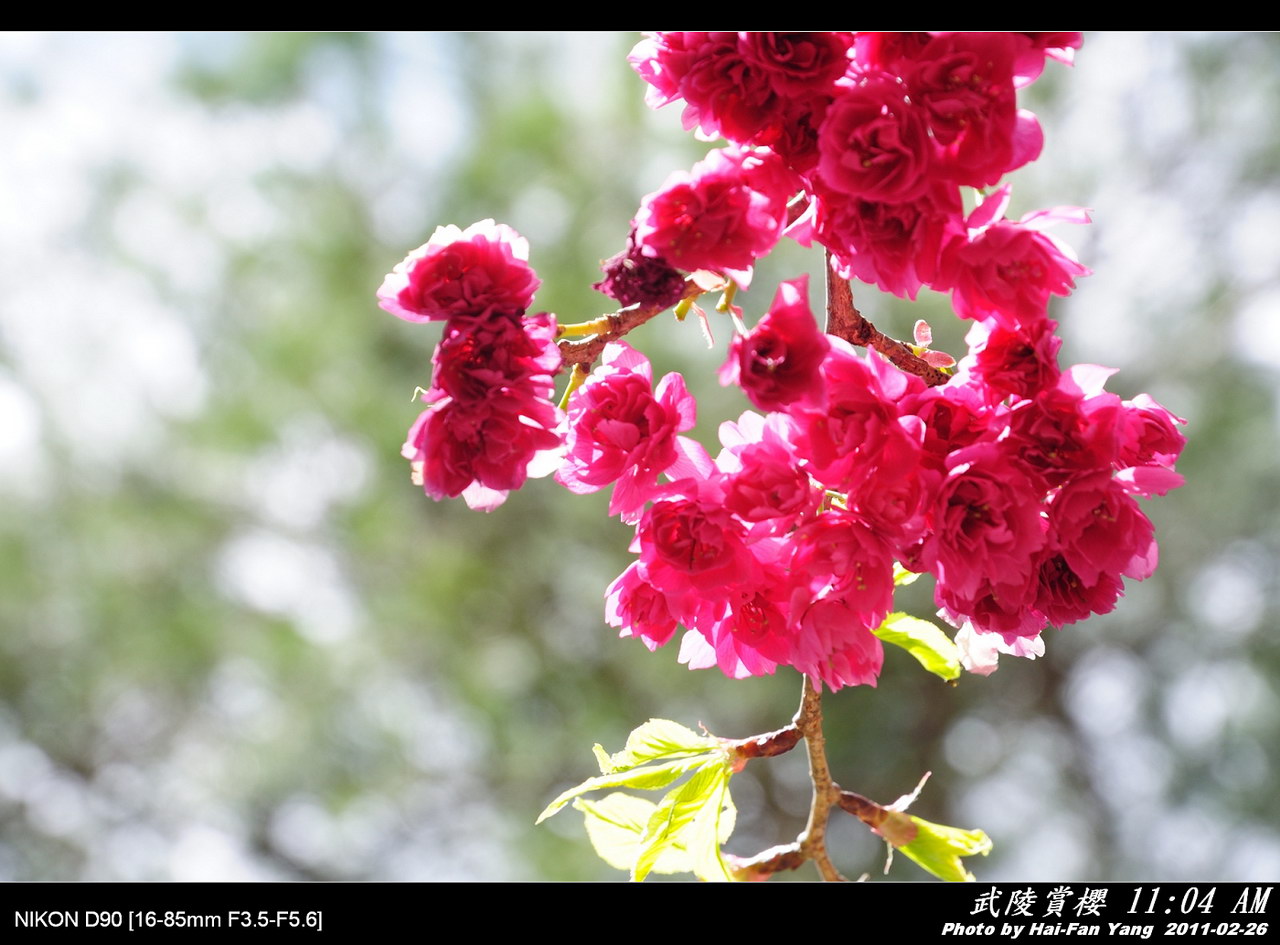 http://i.dcview.tw/gallery/201103/013ea75d3f81e5e3b5dccfa982ed4371.jpg