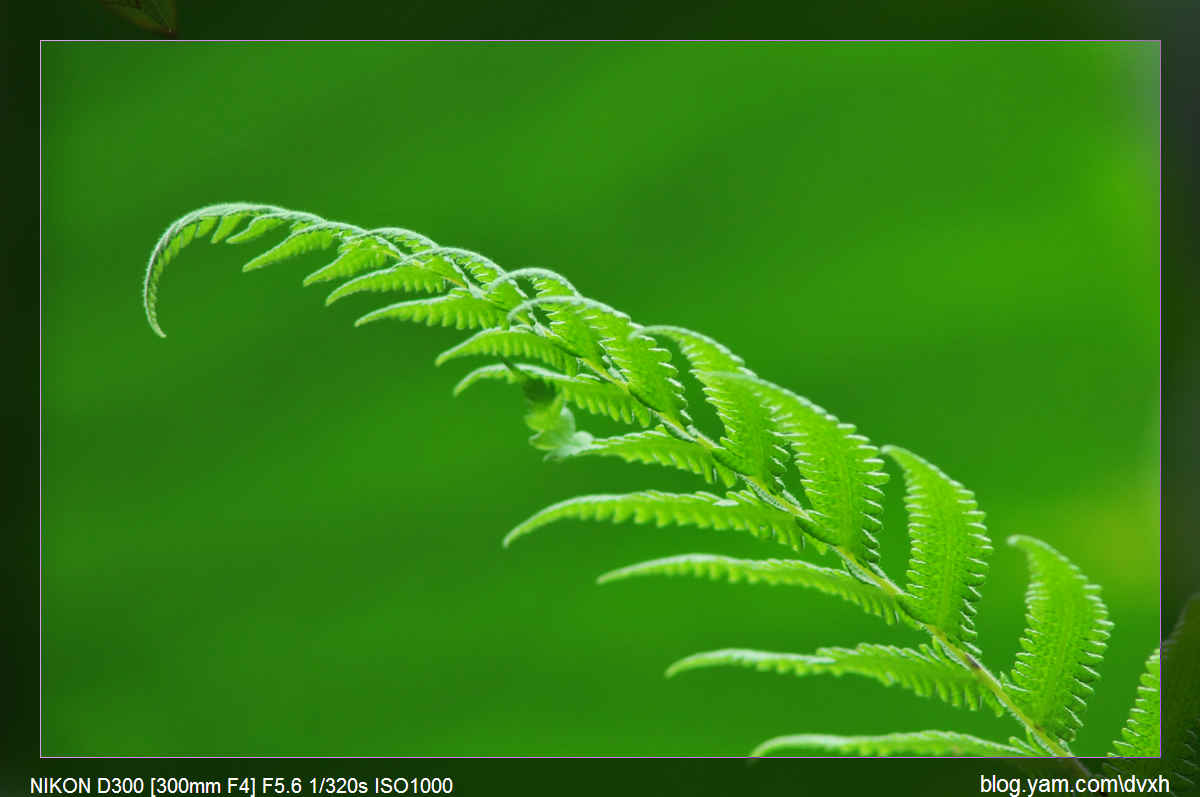 http://i.dcview.tw/gallery/201103/01e7925a46ba664085d4144050078023.jpg