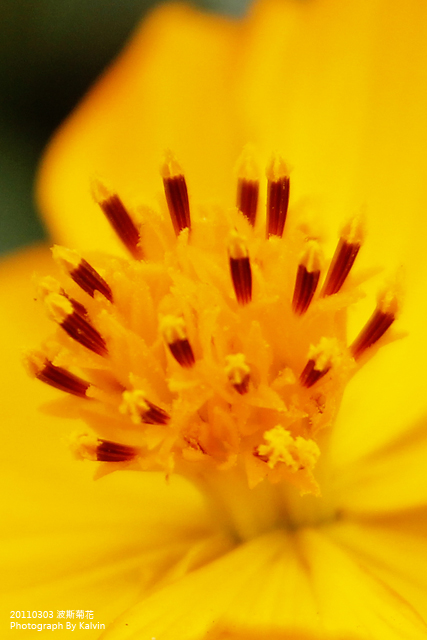http://i.dcview.tw/gallery/201103/04b8812aa3fb77619138ea9390fafd6e.jpg
