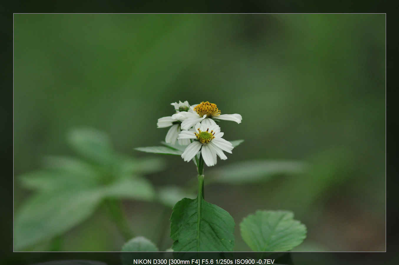 http://i.dcview.tw/gallery/201103/0e284c5cdfcdfc45663f06c6f8c10b5a.jpg