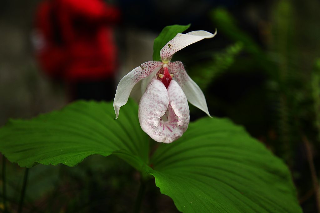 http://i.dcview.tw/gallery/201103/0fedcf95678a10f6329dac68cdfeebec.jpg