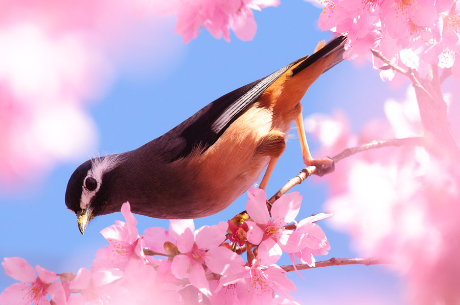 http://i.dcview.tw/gallery/201103/15d953e4765bd9a27bb230011d76e05f.jpg