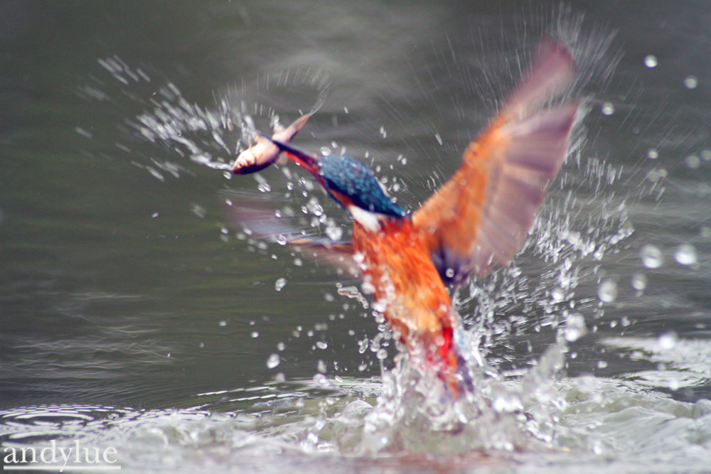 http://i.dcview.tw/gallery/201103/1b3ed78be82f716bd27336effb9f6730.jpg
