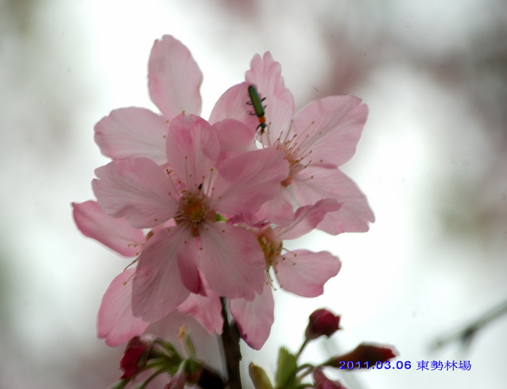http://i.dcview.tw/gallery/201103/1b7775e1983bce60754e71371c494fbd.jpg