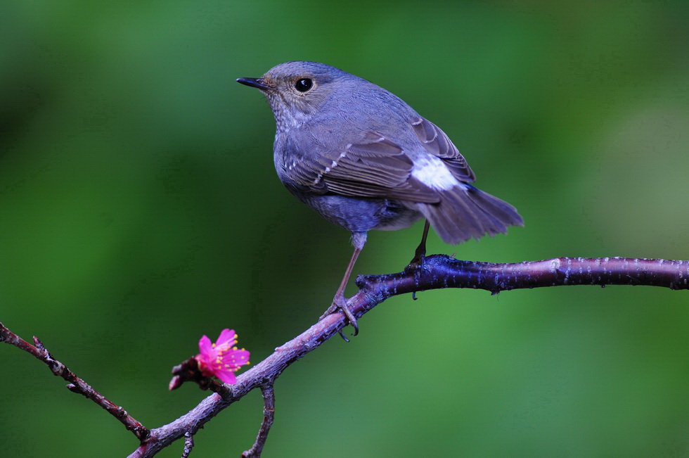 http://i.dcview.tw/gallery/201103/20a95554c6820b775718484d9f6253ec.jpg
