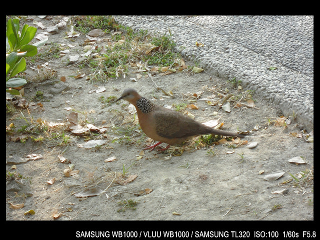 http://i.dcview.tw/gallery/201103/22c00087cdd863b3828985653cd0d5b2.jpg
