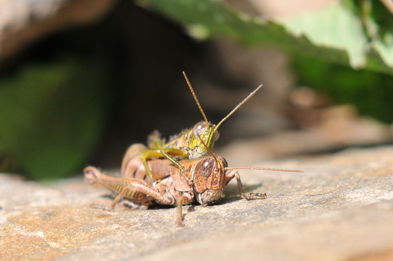 http://i.dcview.tw/gallery/201103/291a97c8302556f47df053d252c62ff0.jpg