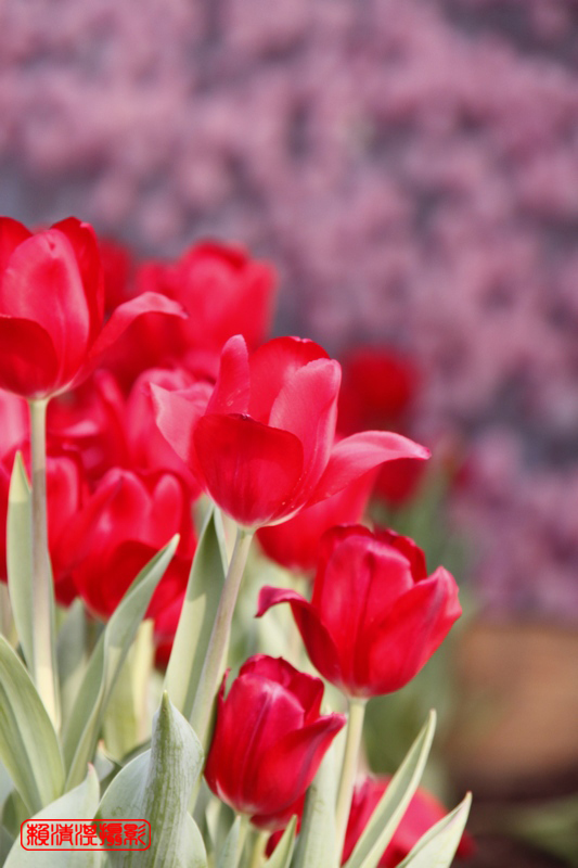 http://i.dcview.tw/gallery/201103/2db798997e4afa395cad866ebd96145e.jpg