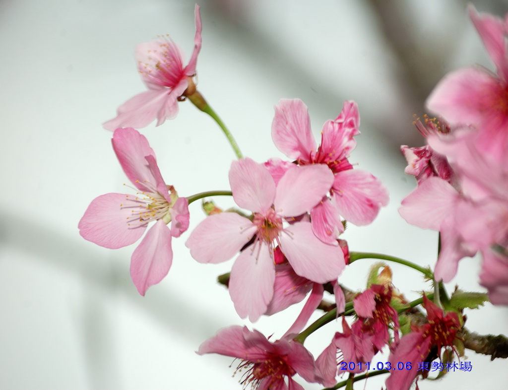 http://i.dcview.tw/gallery/201103/32e08ad3c767fece8d1b22f49cb528ac.jpg