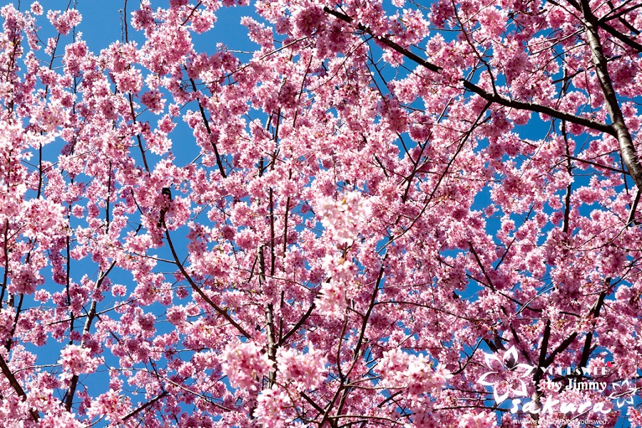 http://i.dcview.tw/gallery/201103/364c7053b6eea4c3700addcd7a91c8a0.jpg