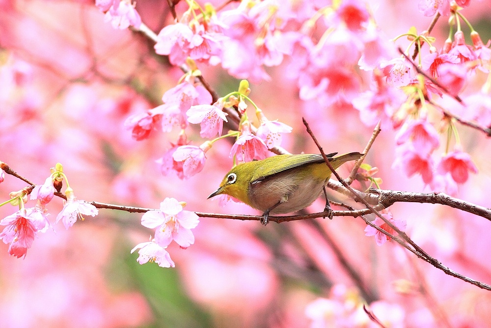 http://i.dcview.tw/gallery/201103/38ef549c830cced2d8548beb397f9d68.jpg