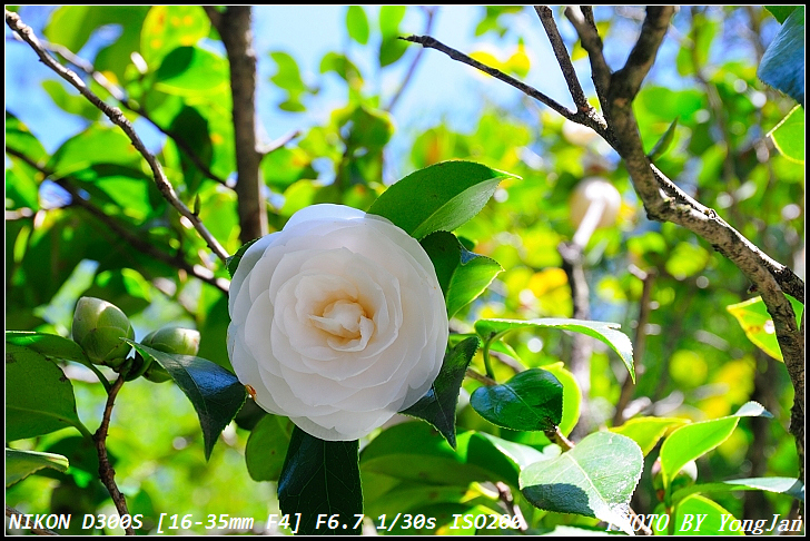http://i.dcview.tw/gallery/201103/3cb1fd9cd0a516b4f17423133335b098.jpg