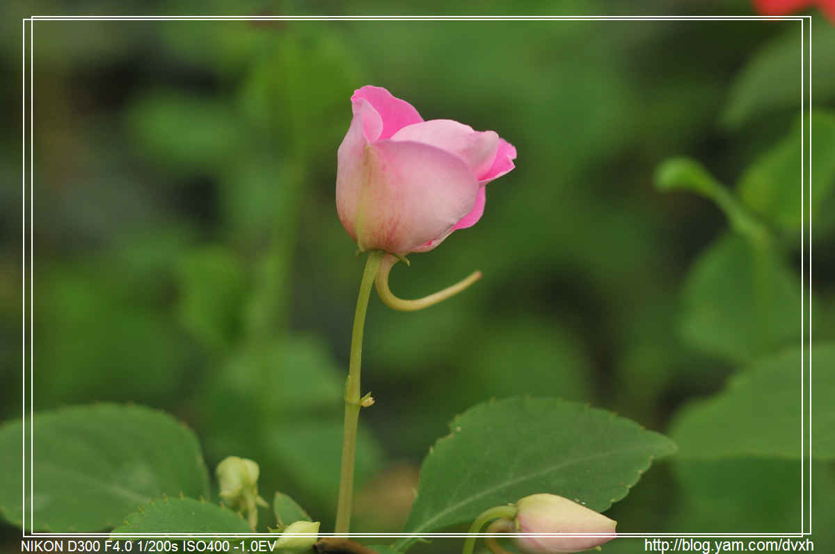 http://i.dcview.tw/gallery/201103/3e4f891c32ac1e77f54d1bfb870c7353.jpg
