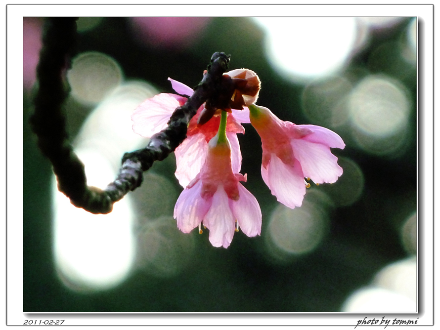http://i.dcview.tw/gallery/201103/44cf010b42b8029e7ff3c1602552e317.jpg