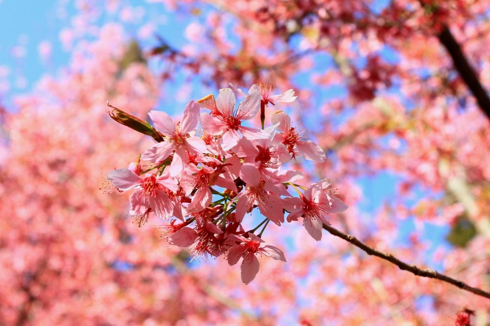 http://i.dcview.tw/gallery/201103/47fa93a8fd7b8bb0a856223a20facee7.jpg