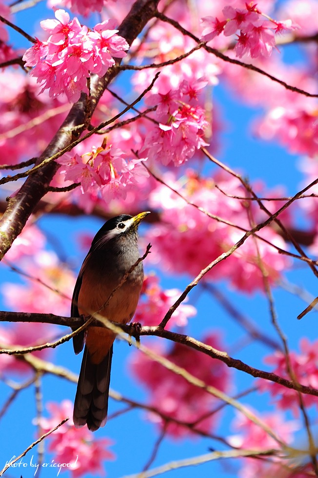 http://i.dcview.tw/gallery/201103/519e0e474b23f254c621688ac3da0a10.jpg