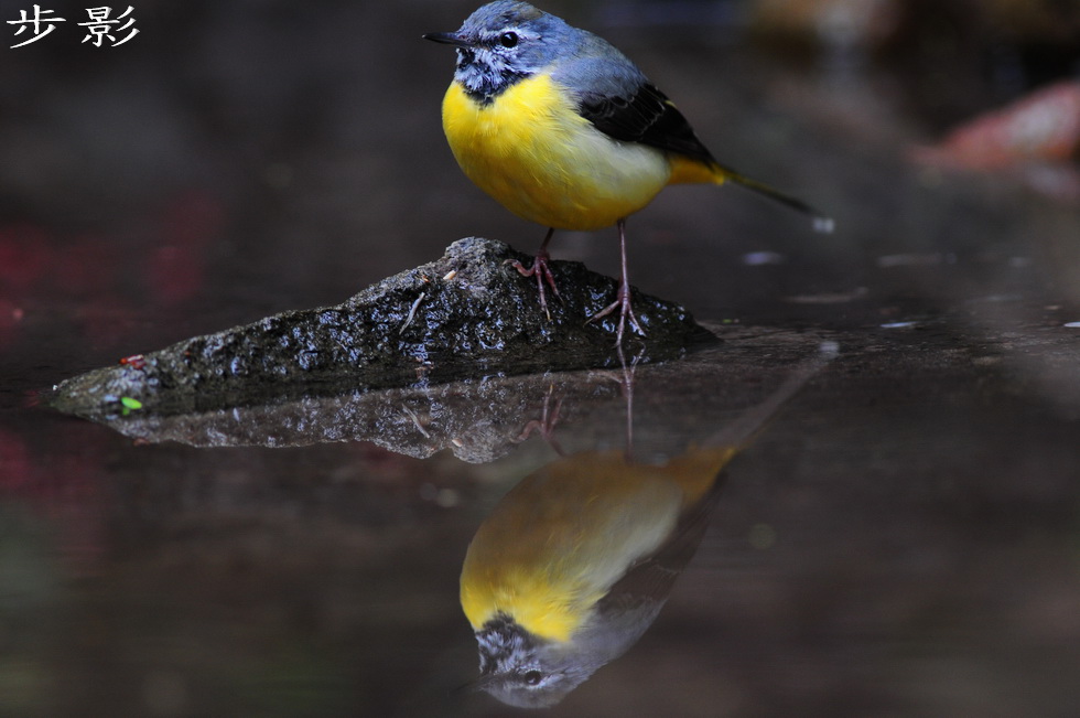 http://i.dcview.tw/gallery/201103/51c2ae444c42d7be4cfc42c09ae710d2.jpg