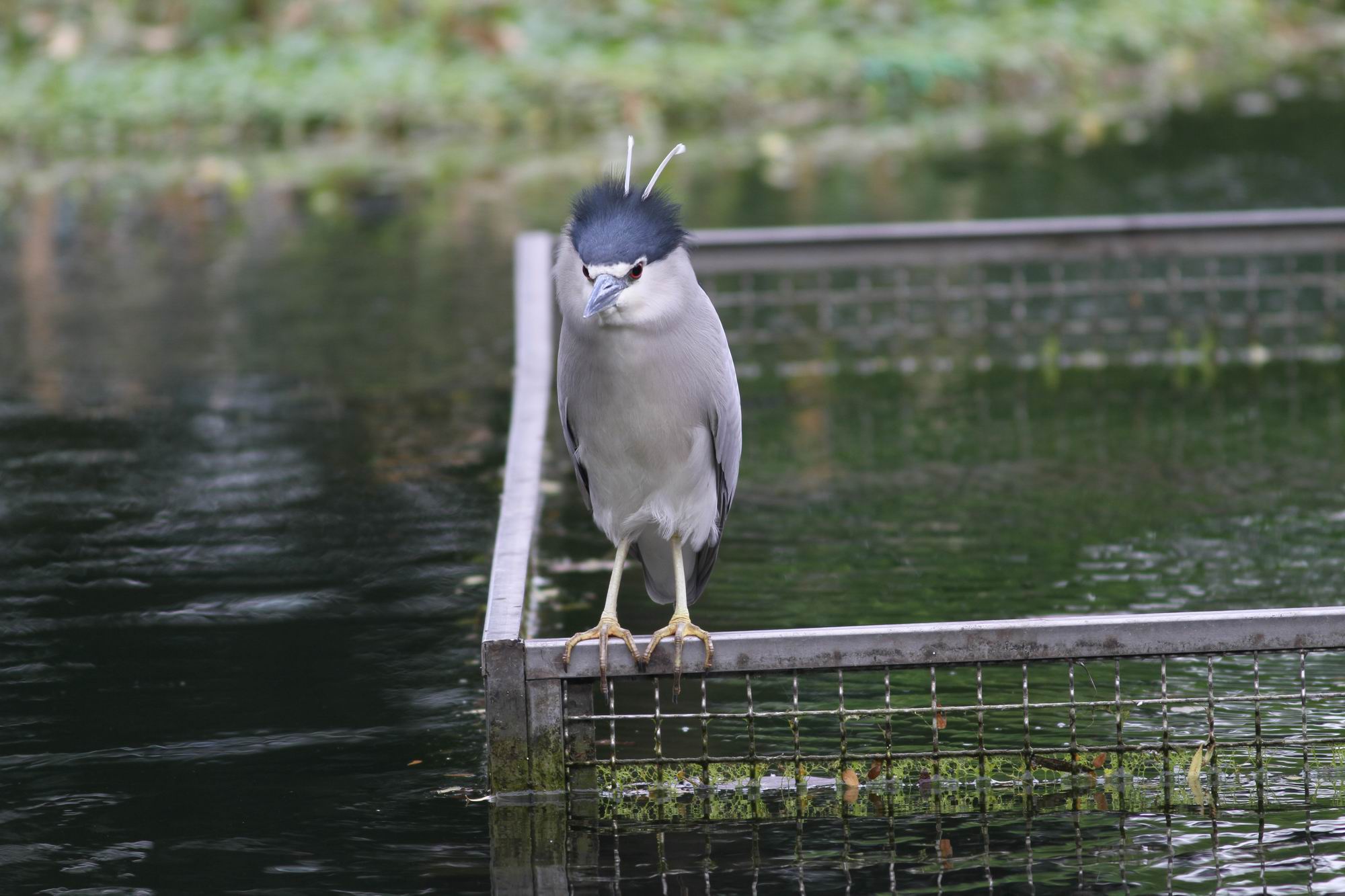 http://i.dcview.tw/gallery/201103/560a705494bd91bffb0e461754bc9646.jpg
