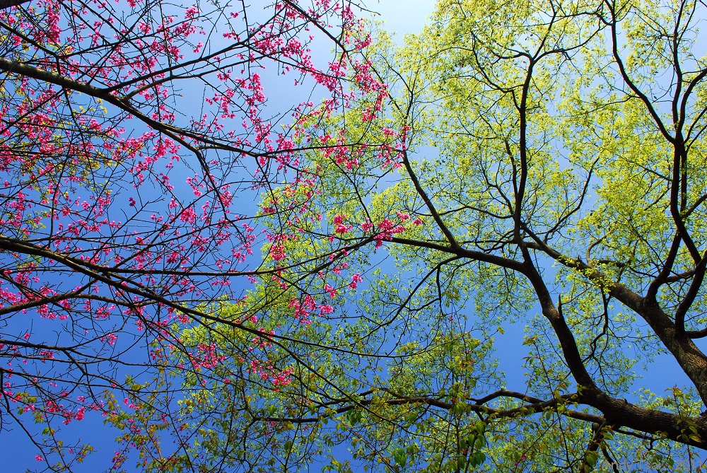 http://i.dcview.tw/gallery/201103/5751de7be1a1c98eec9a5e0c7f506265.jpg