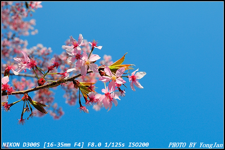 http://i.dcview.tw/gallery/201103/5866255e12a869a7f6f2ef3fe48e67dc.jpg