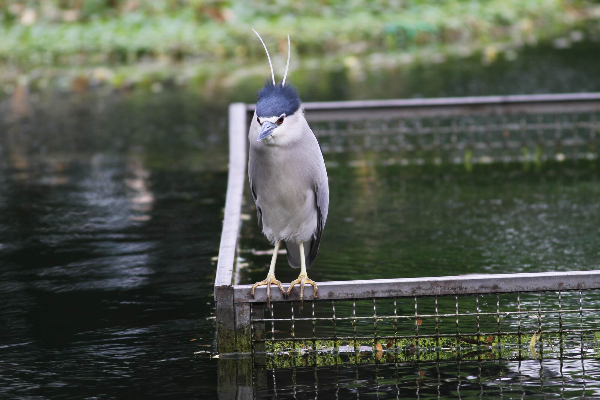 http://i.dcview.tw/gallery/201103/5a543e77ee08d9fa1a1736b35a857fdf.jpg