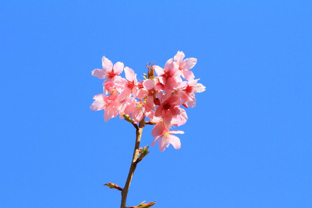 http://i.dcview.tw/gallery/201103/5ff7b543989c648eef60ee98df52bc3e.jpg