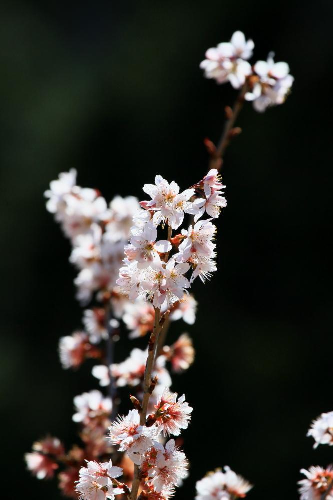 http://i.dcview.tw/gallery/201103/65a0f9ab7ea9d1d18912b9aea79989e7.jpg