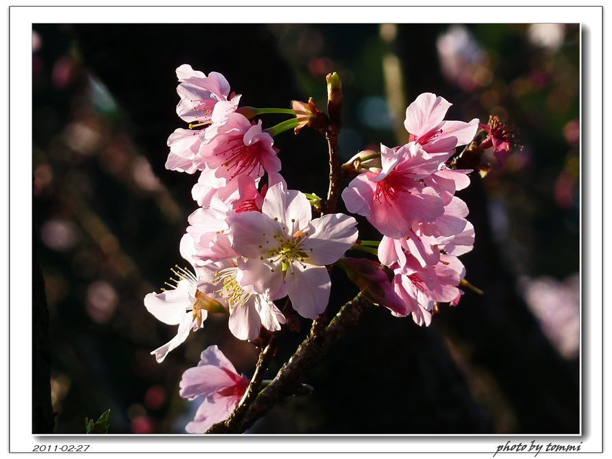 http://i.dcview.tw/gallery/201103/6614378a1ae7e8501c269c4792439fff.jpg
