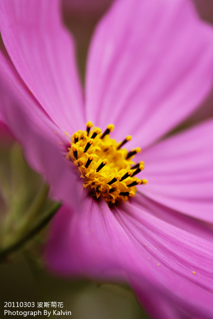 http://i.dcview.tw/gallery/201103/67a8ba353551cd00fa5b4372e7d7c121.jpg