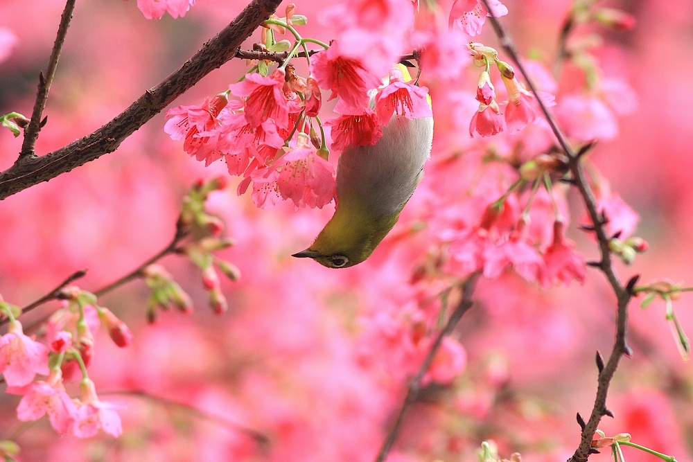 http://i.dcview.tw/gallery/201103/6959e575650474430f2e544516c05460.jpg