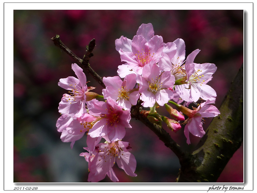http://i.dcview.tw/gallery/201103/6b1a72de23019e578ca07fc9252de8c7.jpg