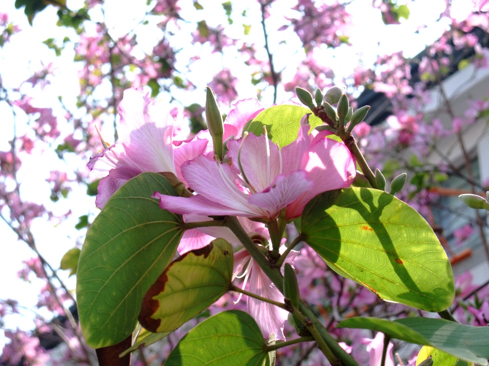http://i.dcview.tw/gallery/201103/6b7662e2a0b707c27508b6a277030f11.jpg