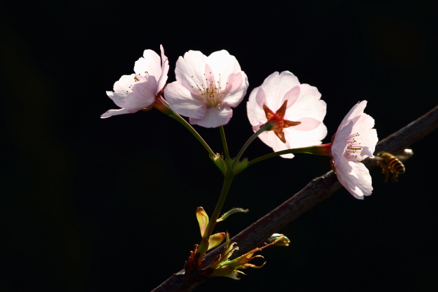 http://i.dcview.tw/gallery/201103/6f538c83c0d464c5e2a568a17d21caf5.jpg