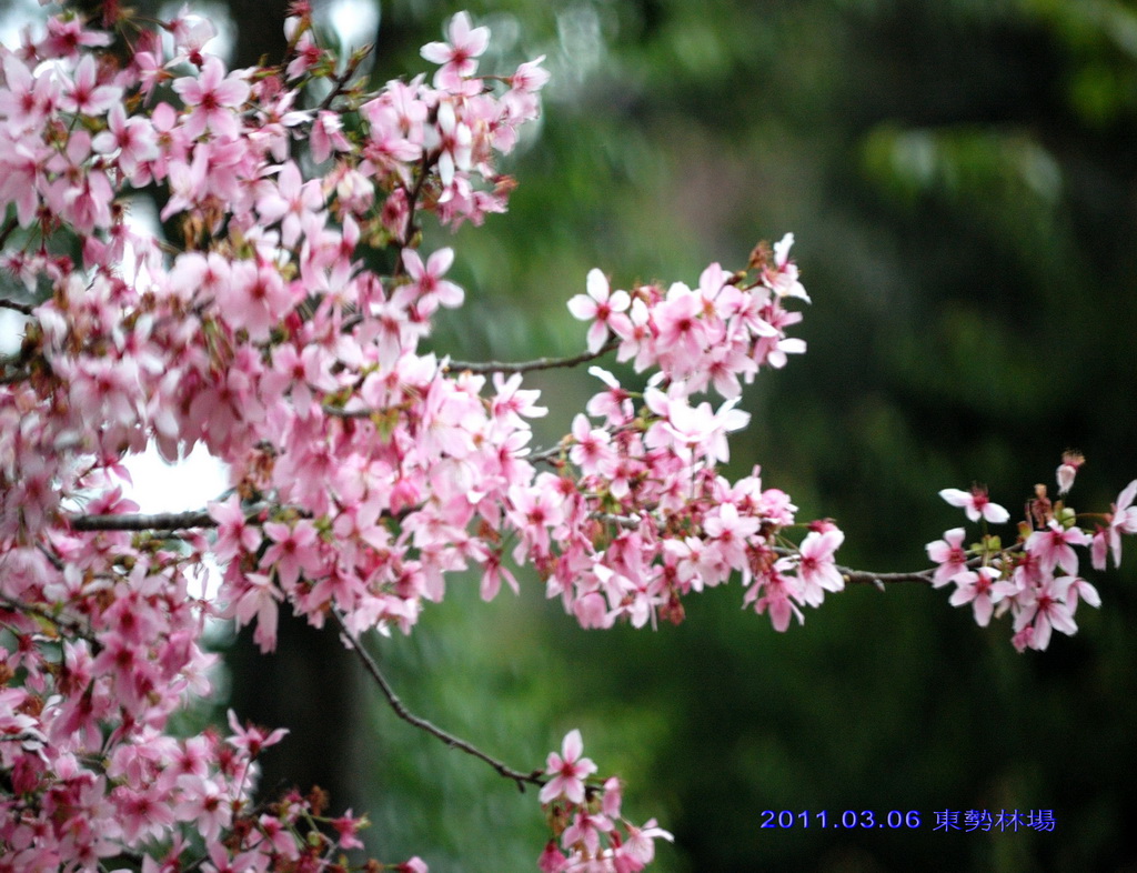 http://i.dcview.tw/gallery/201103/708bc1957dc2761a7af267f81adf276a.jpg