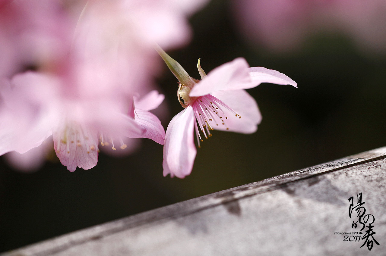 http://i.dcview.tw/gallery/201103/70b11119db06d04d7bf0505e6d4abce2.jpg