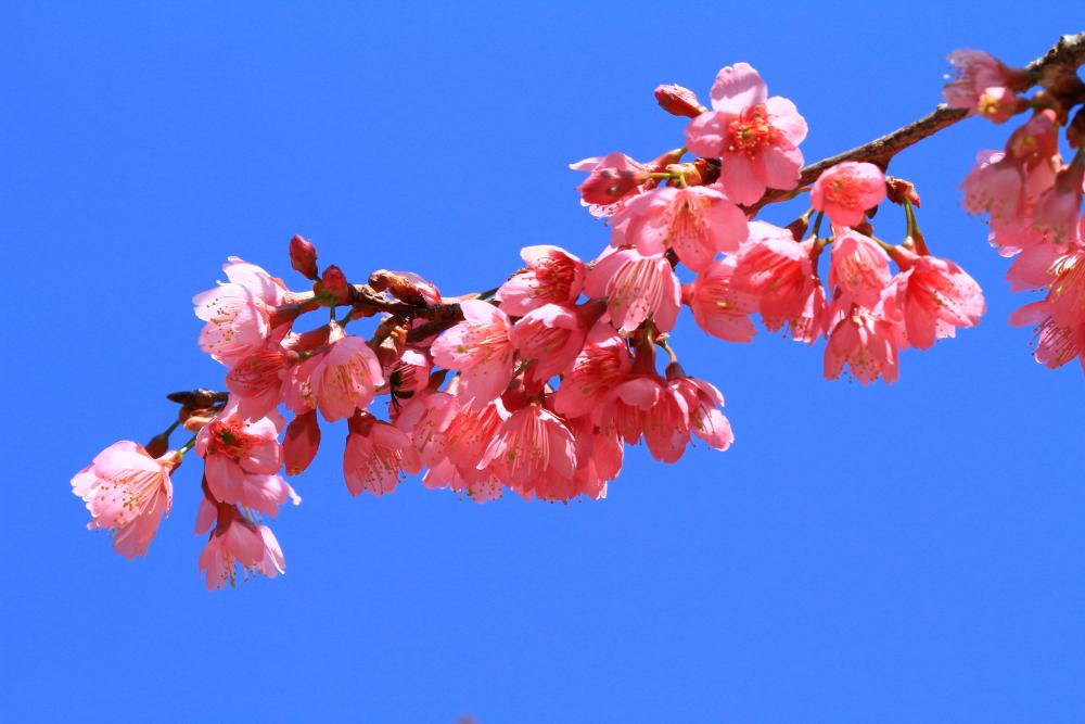 http://i.dcview.tw/gallery/201103/74e9899d3ddfc360adf5d40580cb502a.jpg