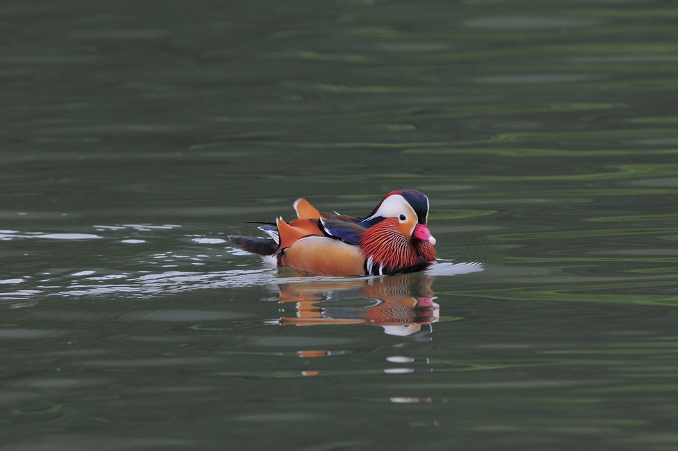 http://i.dcview.tw/gallery/201103/77f7b35c2927e3d877f65e5afd91beab.jpg