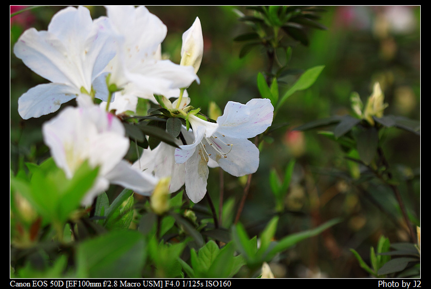 http://i.dcview.tw/gallery/201103/7aecfa5651aea98c90e8ce790ab25287.jpg