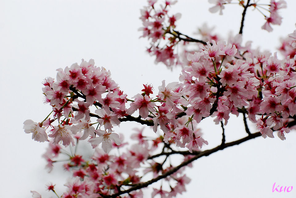 http://i.dcview.tw/gallery/201103/7f543b48a83da6139bbbe3a6d4ff5bfb.jpg