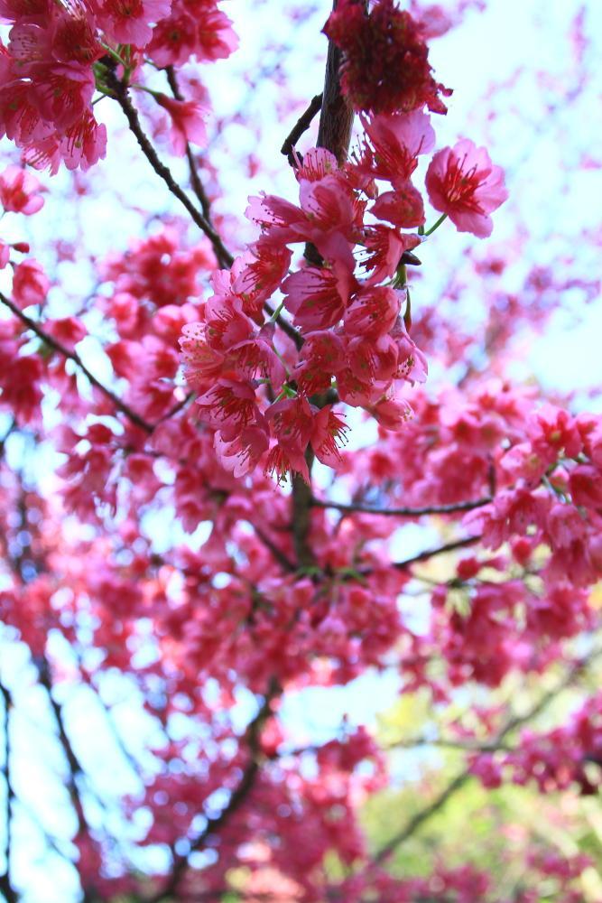 http://i.dcview.tw/gallery/201103/89e72f5a2296087426d82572501f9406.jpg
