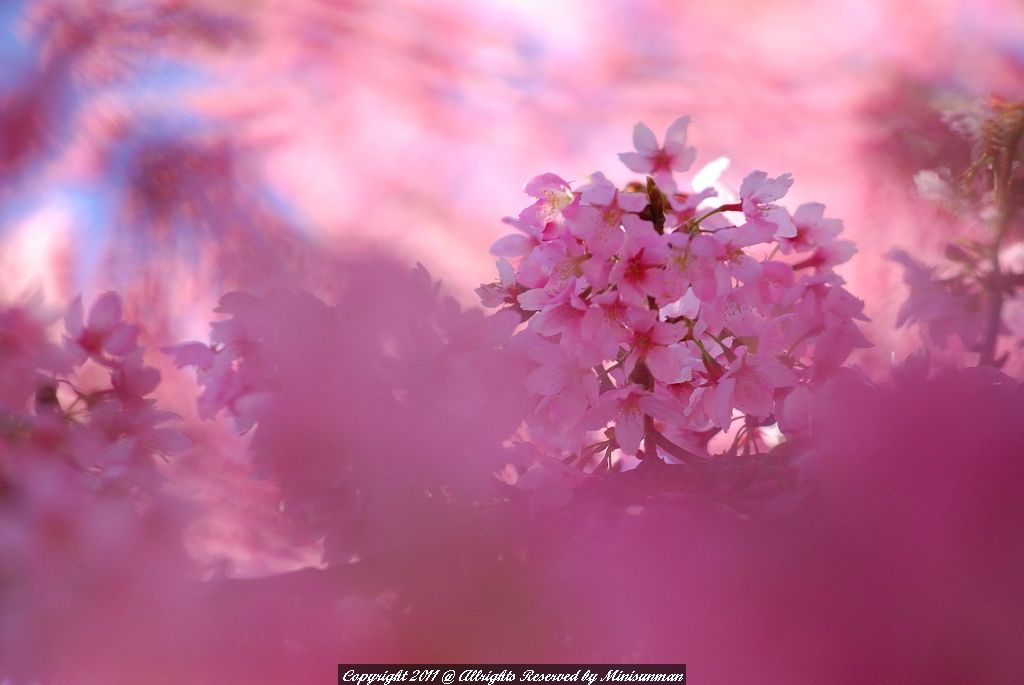 http://i.dcview.tw/gallery/201103/8ad194ef9d2bfe8716156500cc232a16.jpg