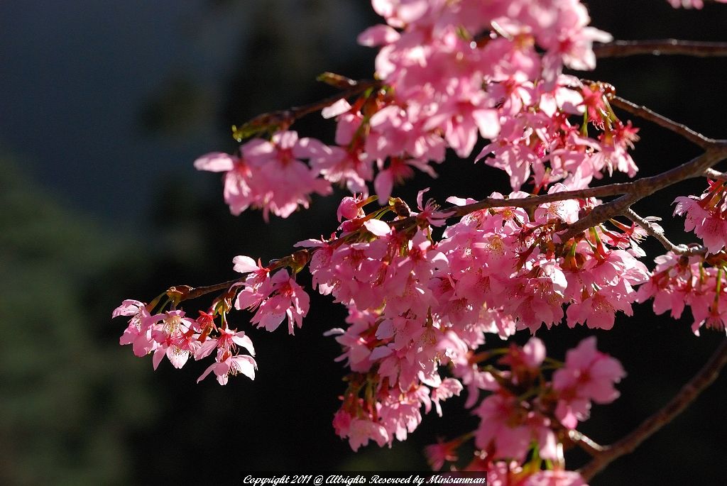 http://i.dcview.tw/gallery/201103/8fb09957ef340ddd386ff0fb26c14735.jpg