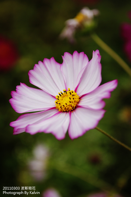 http://i.dcview.tw/gallery/201103/920736080796e612ea1f911bbd63d121.jpg