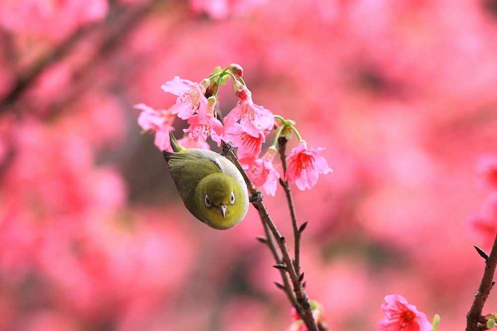 http://i.dcview.tw/gallery/201103/9353efedb81b29185da21d7d2f277a33.jpg