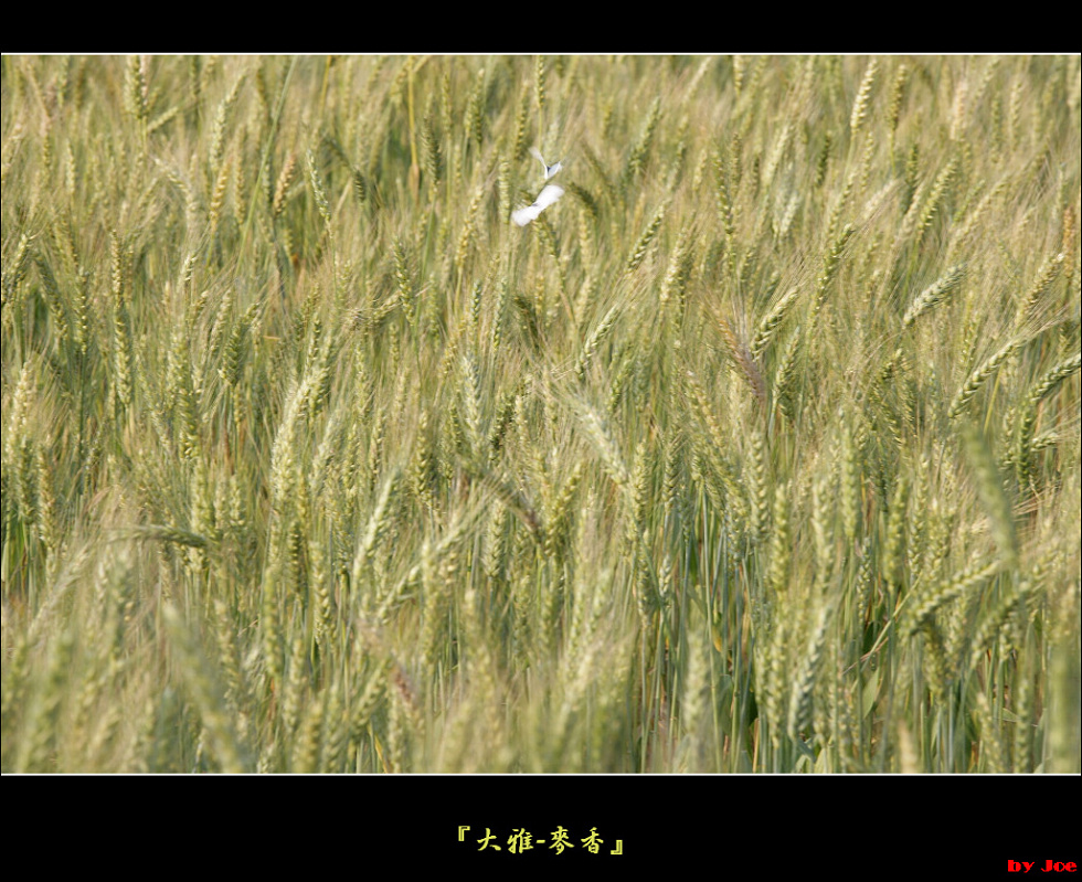 http://i.dcview.tw/gallery/201103/983ed3e3a1d7fcf2052f6527658d18e4.jpg