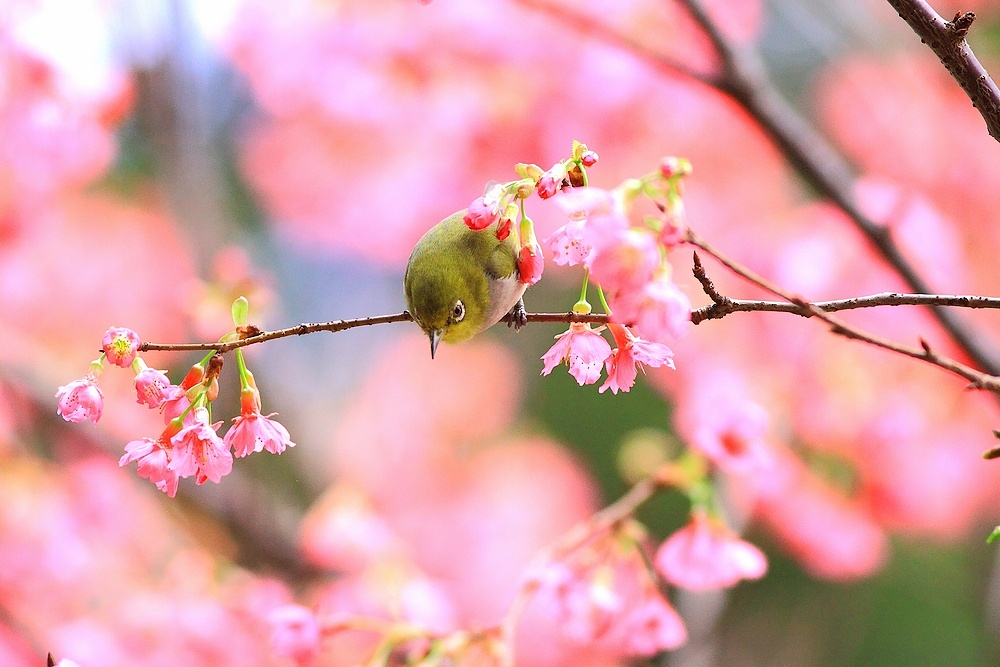 http://i.dcview.tw/gallery/201103/9c6addd3b7f37751af434cfded20041d.jpg