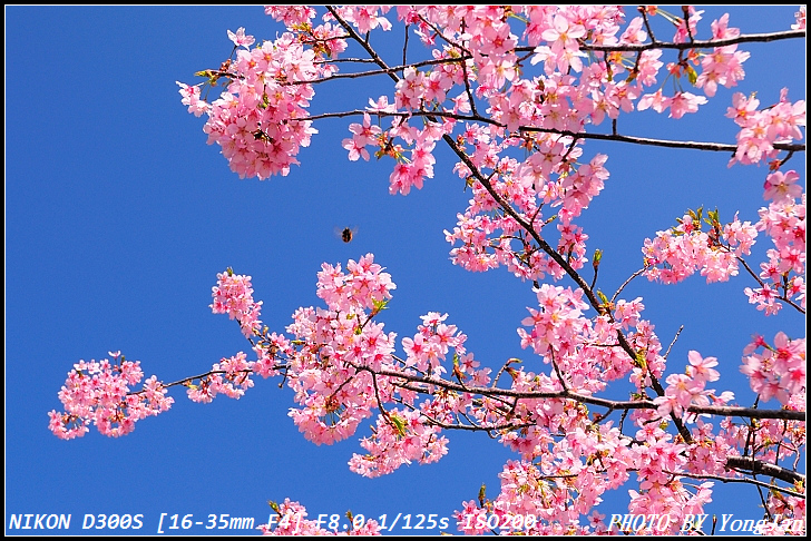 http://i.dcview.tw/gallery/201103/a06a9df216d5f318fefef2ced4898594.jpg