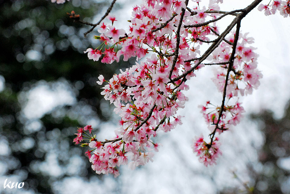 http://i.dcview.tw/gallery/201103/a368f97b987c2620aaace1cb3822554f.jpg